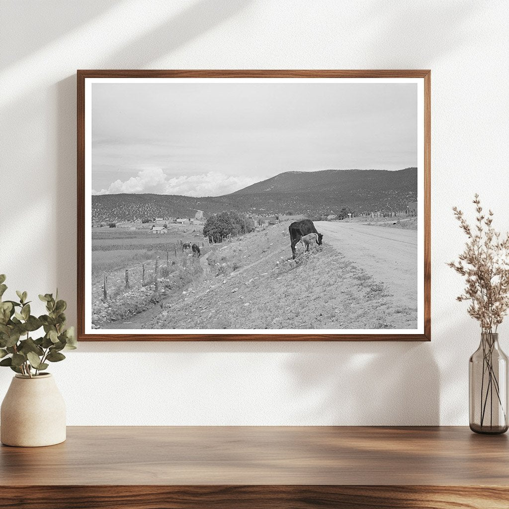 Cows by Irrigation Ditch in Penasco New Mexico 1940