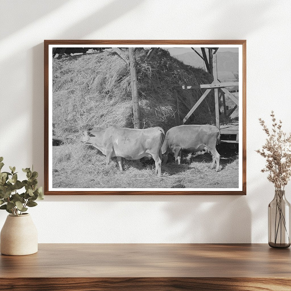 Cows Feeding on Hay at Mormon Farm Utah 1940