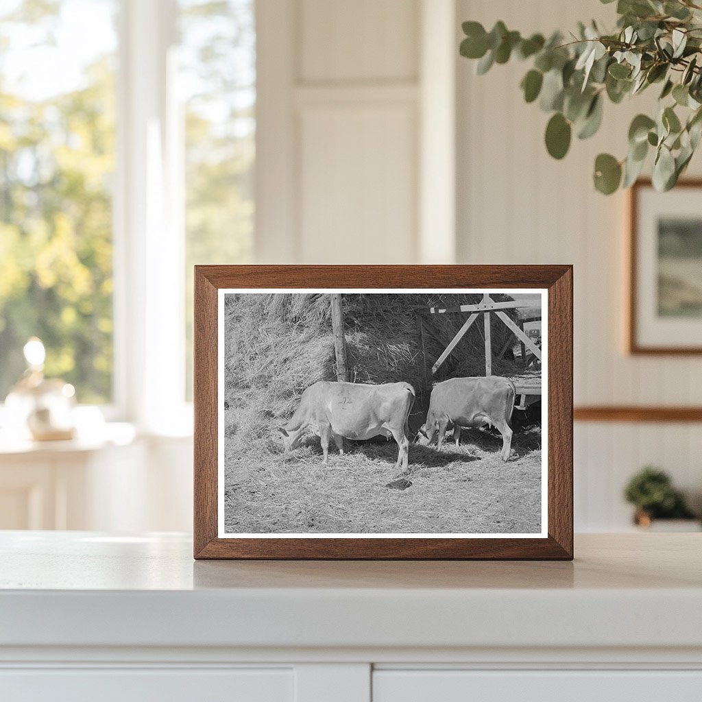 Cows Eating Hay on Cache County Farm August 1940