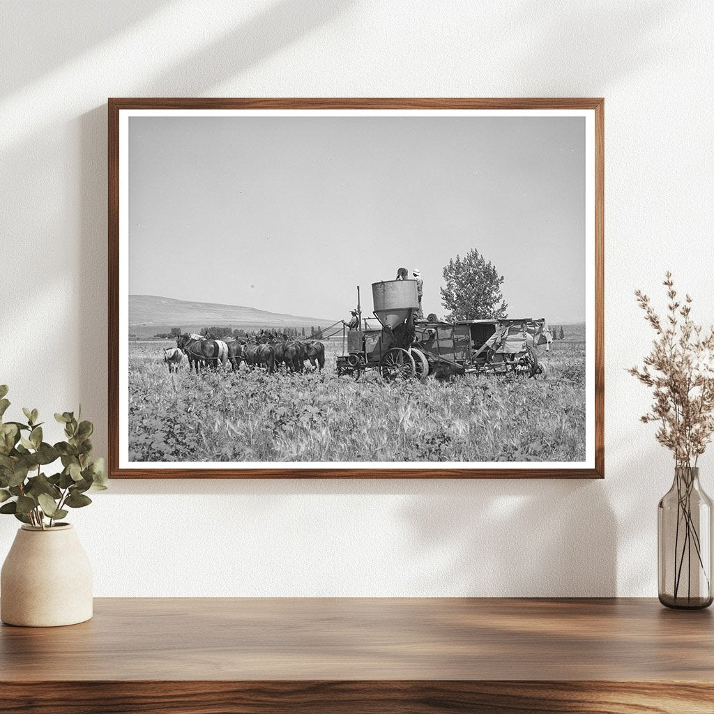 Vintage 1940 Scene of Horse-Drawn Combine in Utah