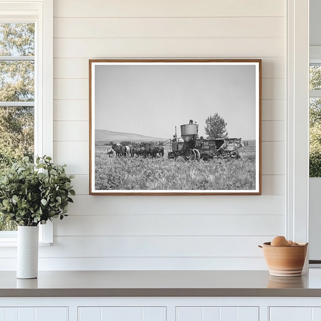 Vintage 1940 Scene of Horse-Drawn Combine in Utah