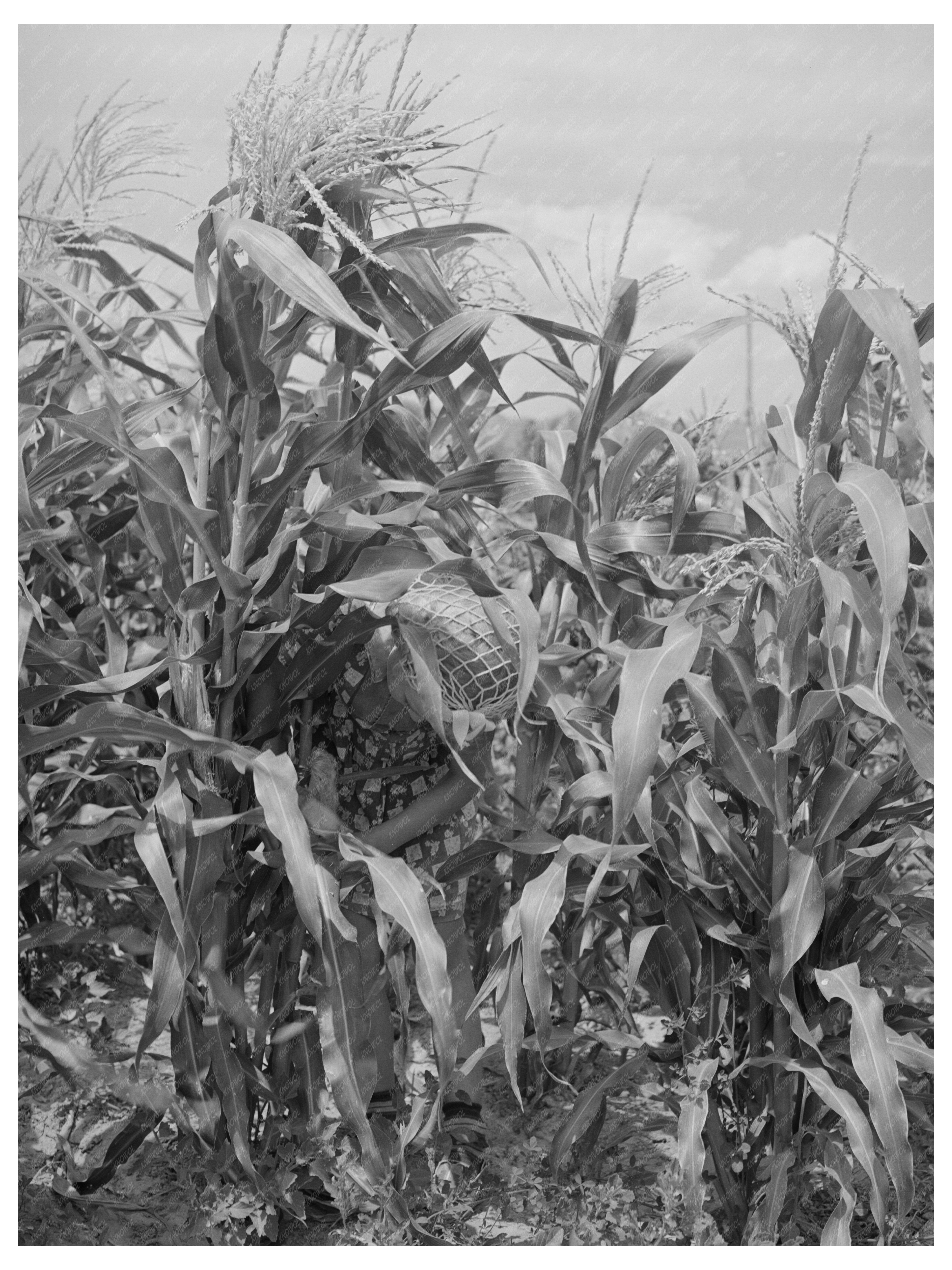 Mormon Farmers Sweet Corn Garden Snowville Utah 1940
