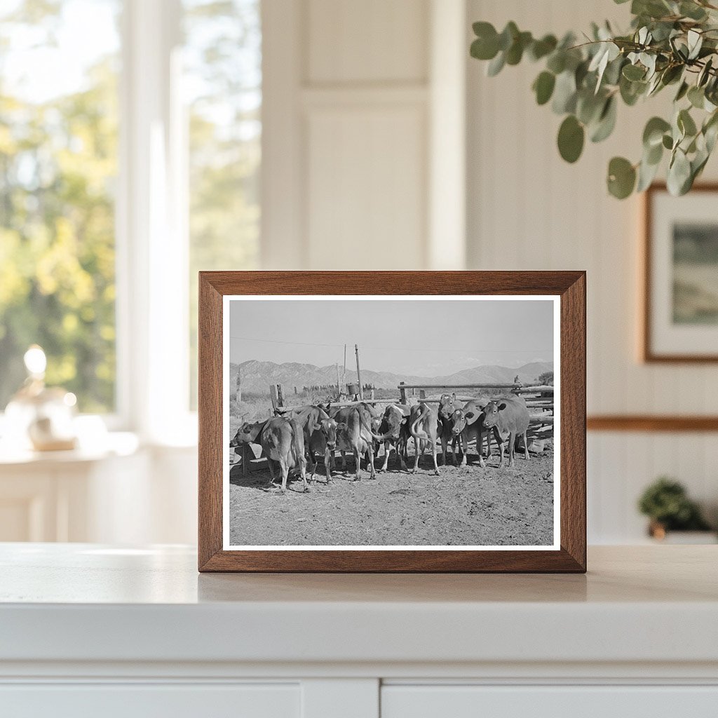 Dairy Cows in Box Elder County Utah August 1940
