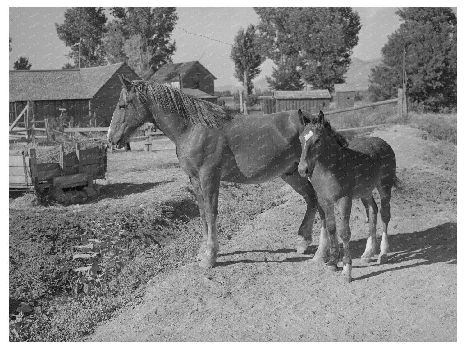 Colts at Farm Security Administration Cooperative Utah 1940