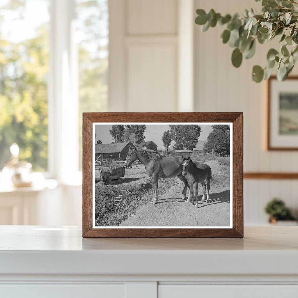 Colts at Farm Security Administration Cooperative Utah 1940