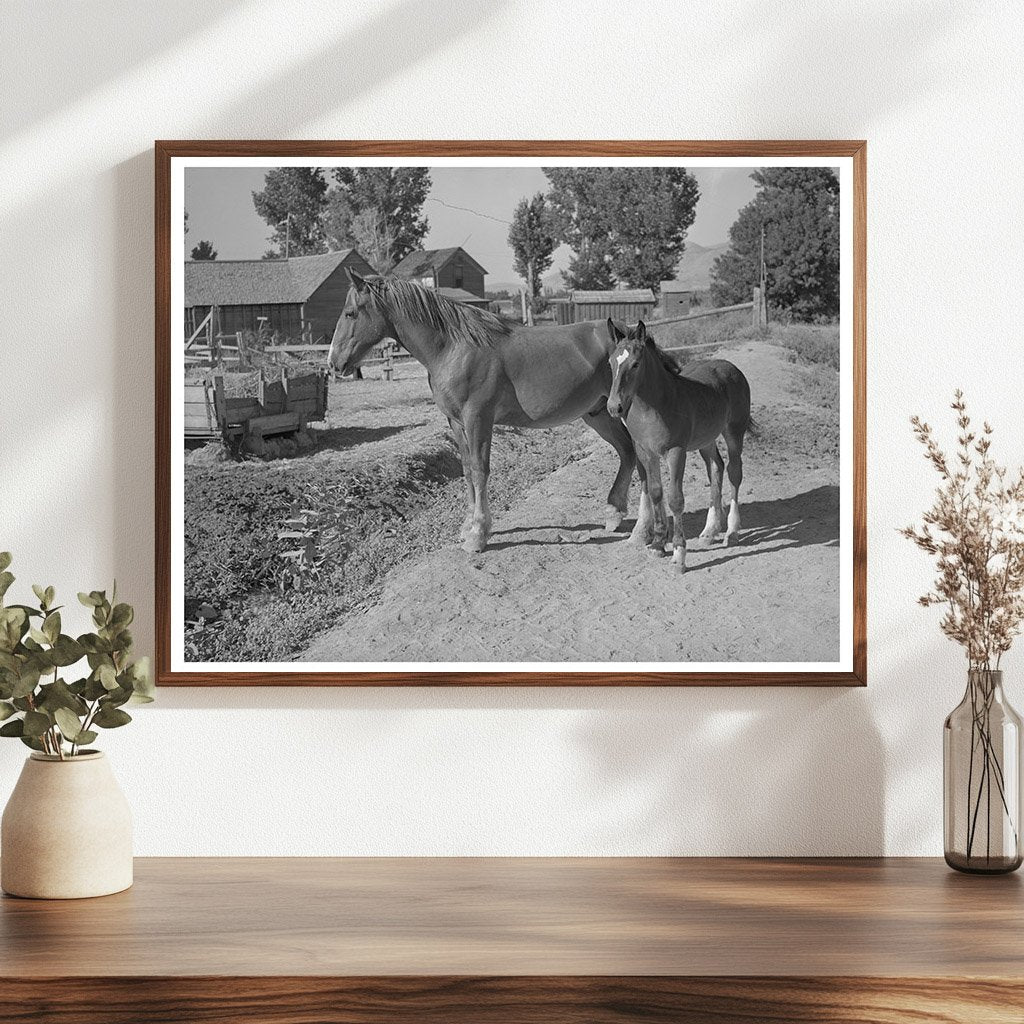 Colts at Farm Security Administration Cooperative Utah 1940