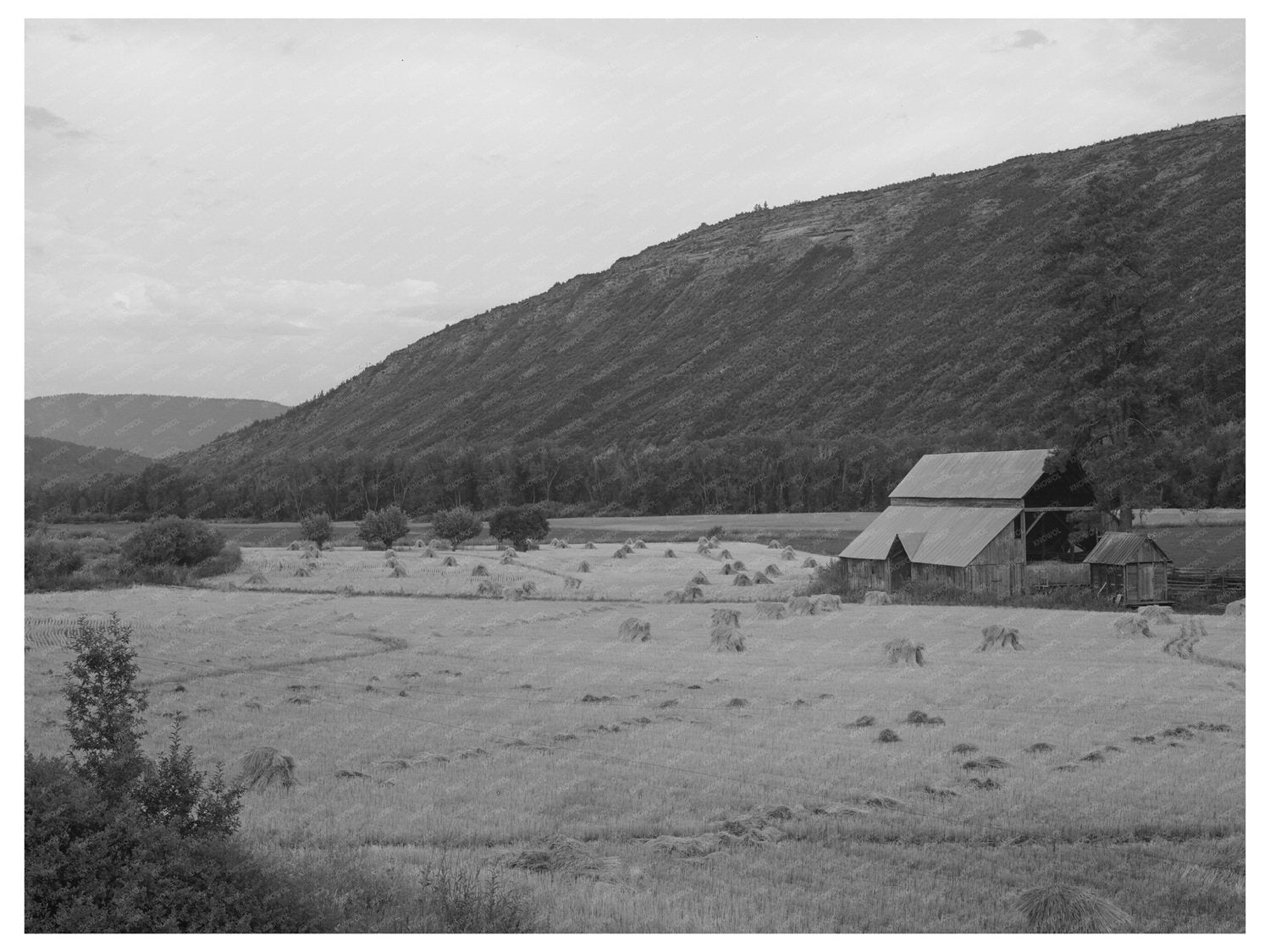 Wheat Field in Anchuleta County Colorado August 1940