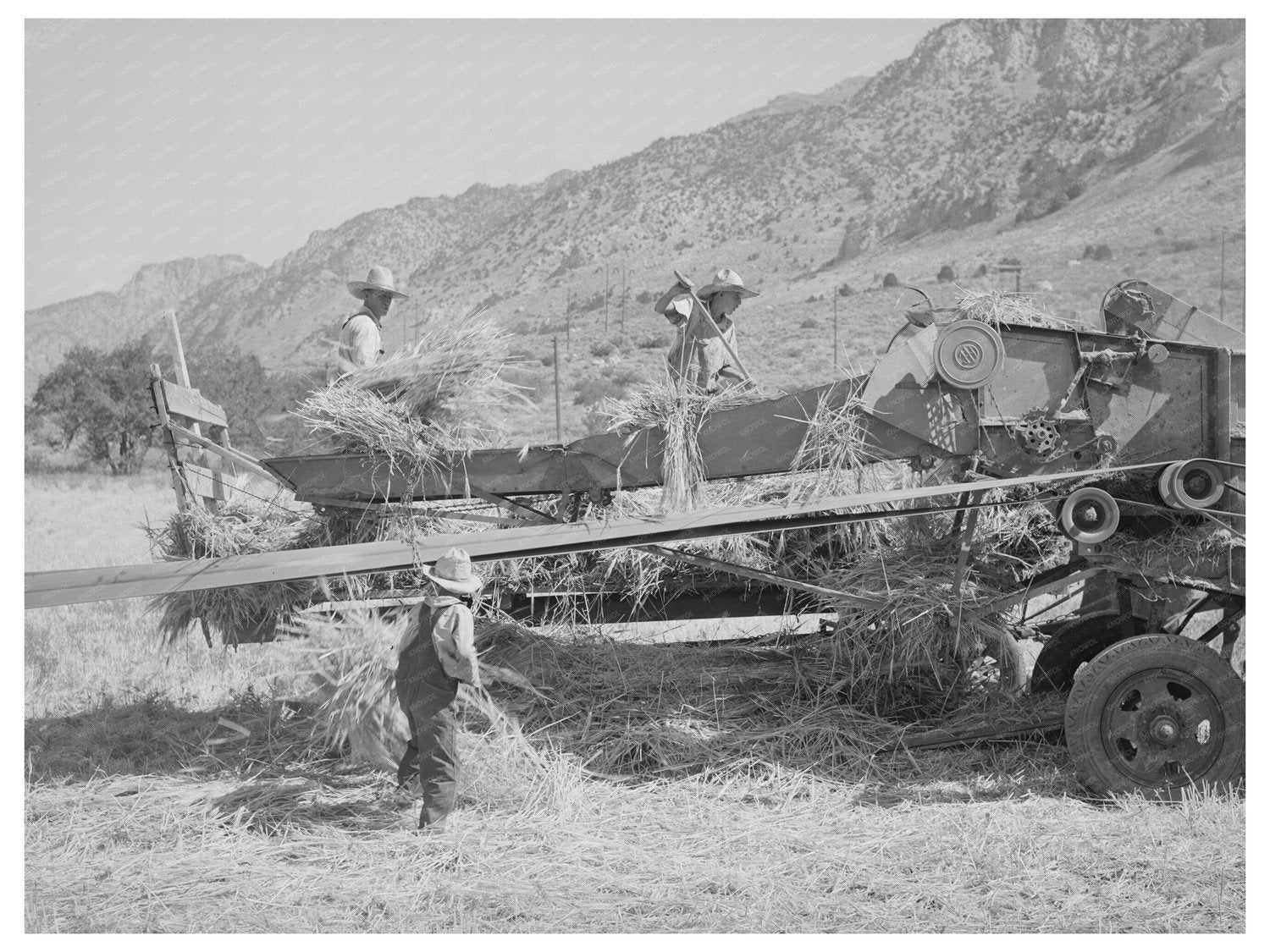 Threshing Barley on a Mormon Farm Utah August 1940