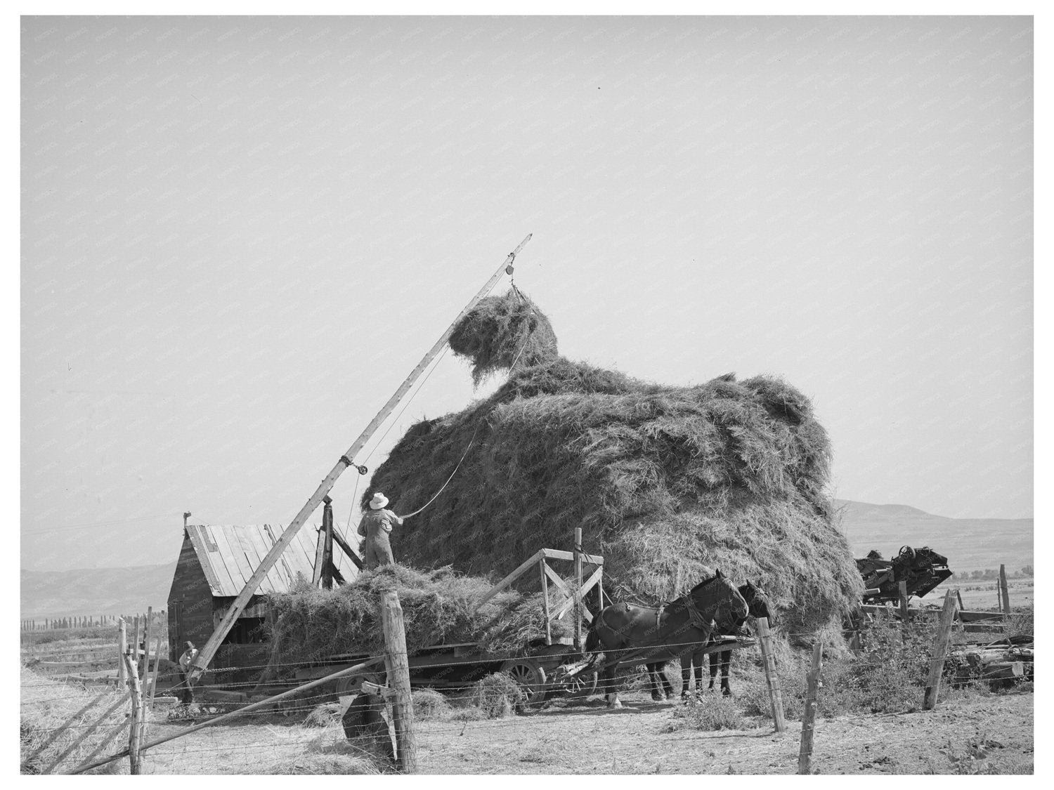 Hay Stacking with Mormon Hay Stacker Box Elder County 1940