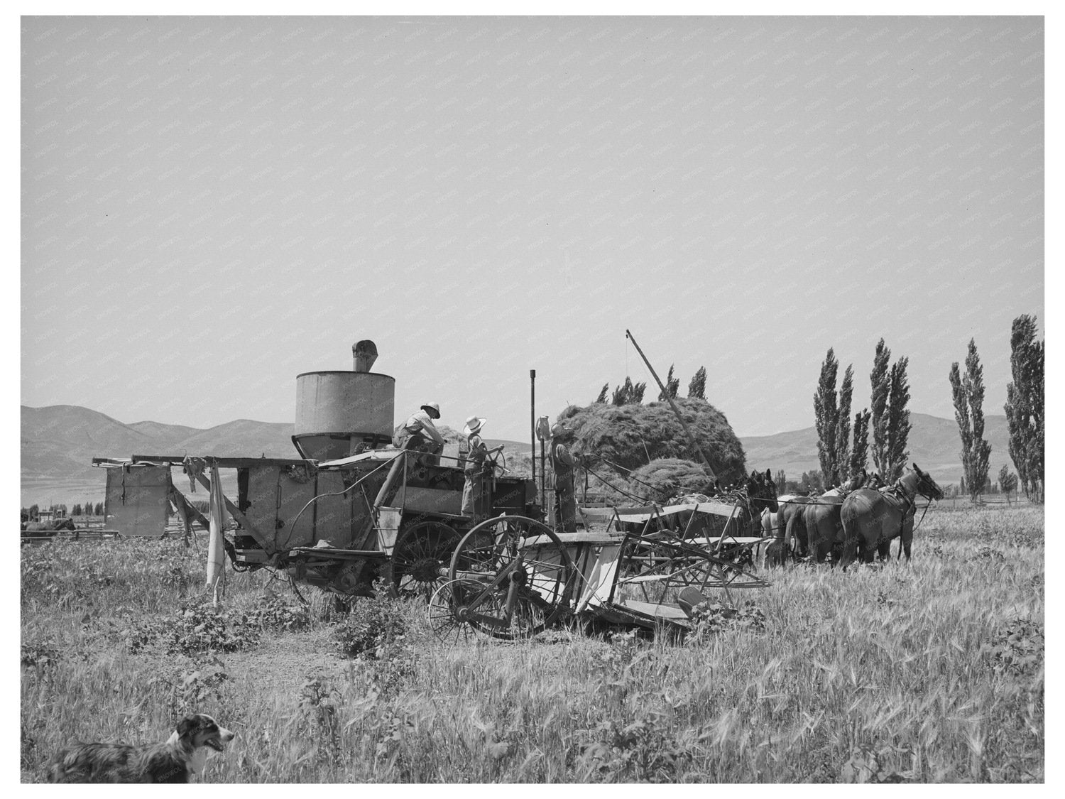 Horses Powering a Combine in Utah August 1940