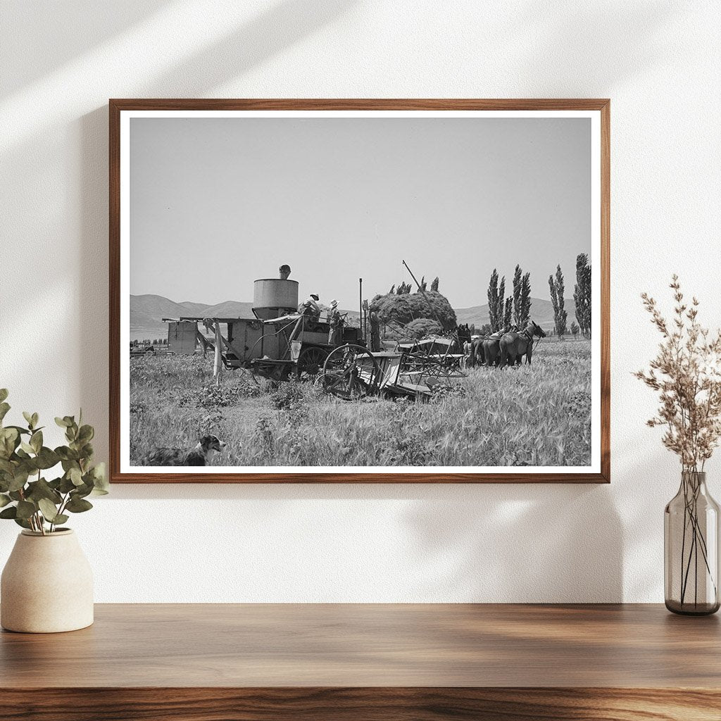 Horses Powering a Combine in Utah August 1940