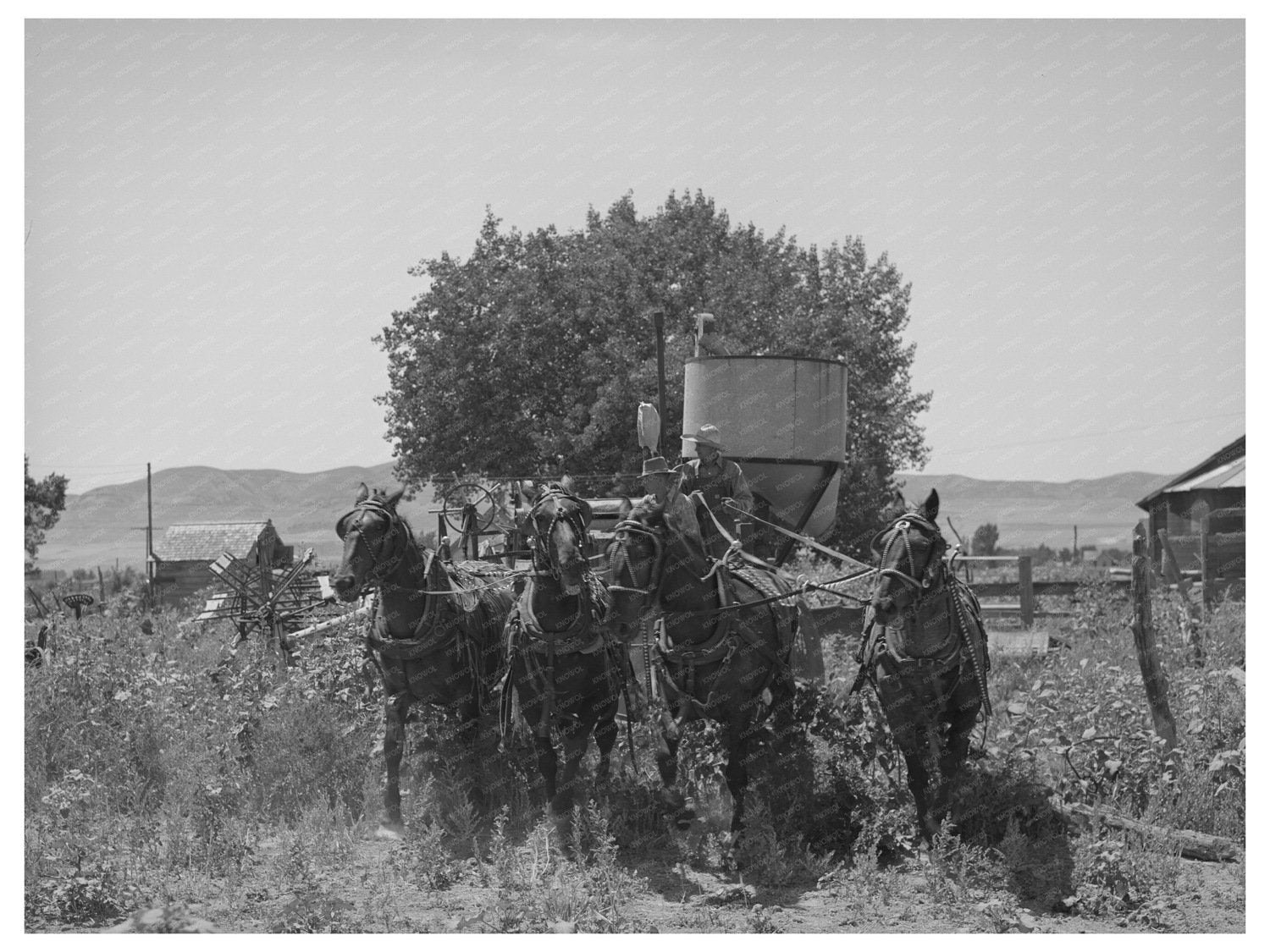 1940 Vintage Photo of Horse-Drawn Combine in Utah