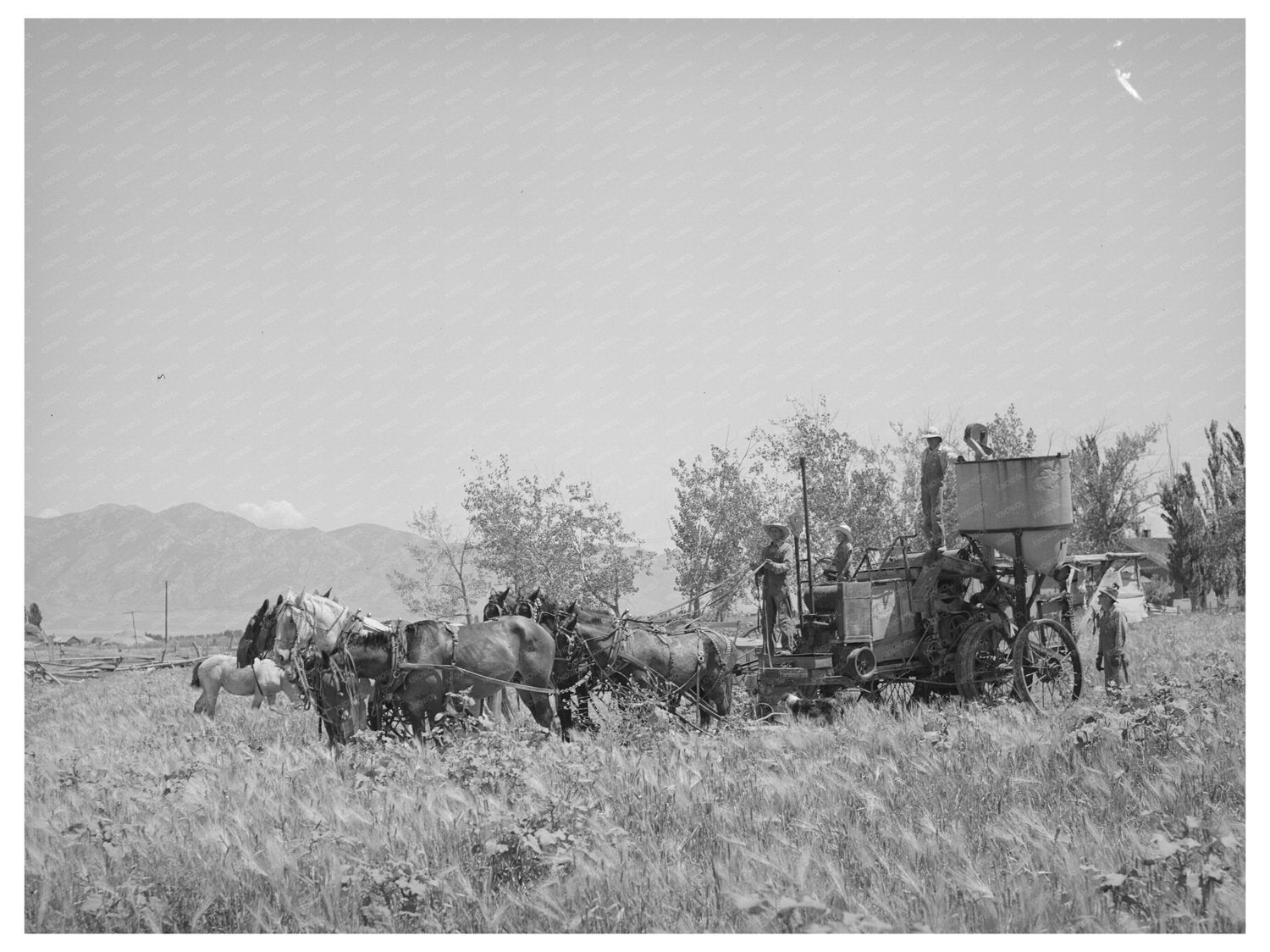 Horses in Box Elder County Utah August 1940 Agriculture Scene