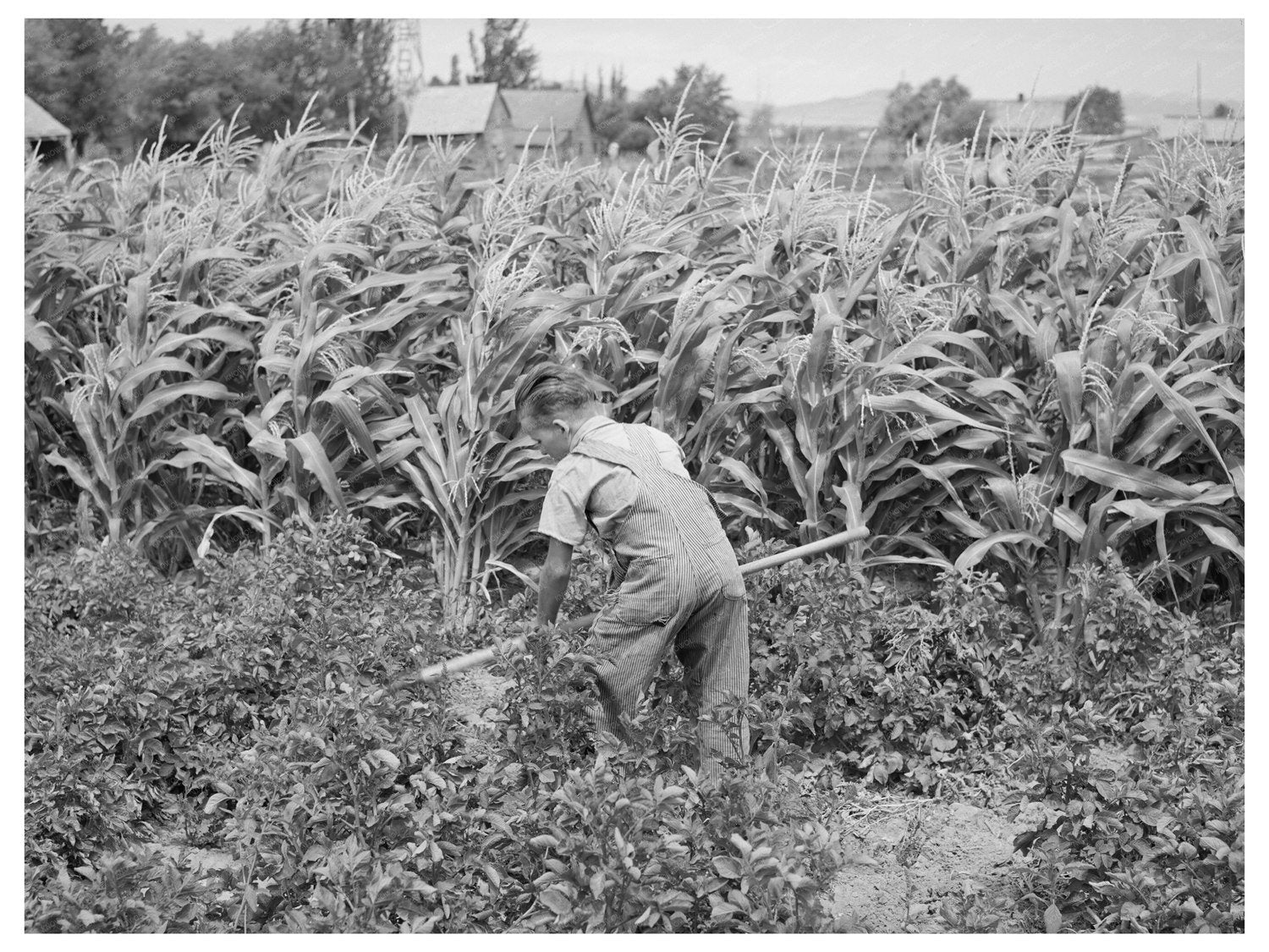 Young Mormon Farm Boy Hoeing Garden Snowville Utah 1940