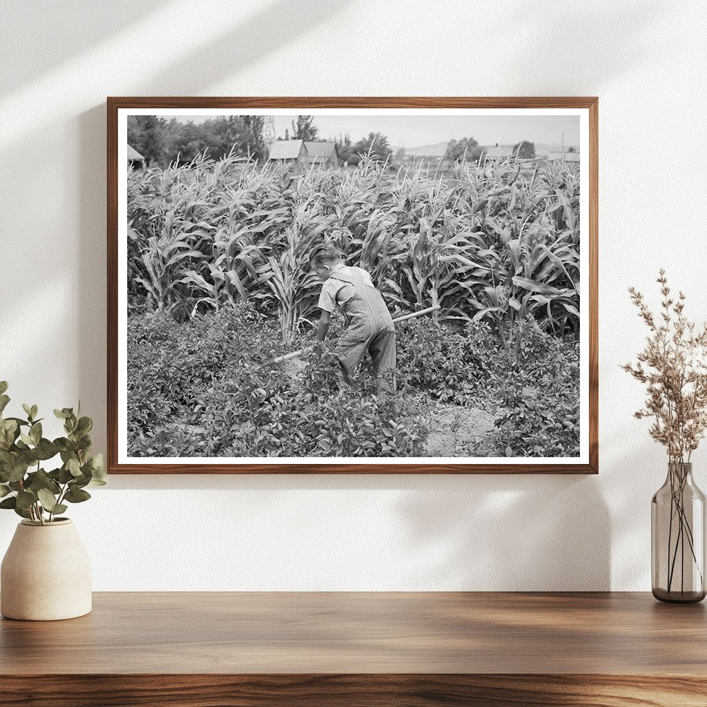 Young Mormon Farm Boy Hoeing Garden Snowville Utah 1940