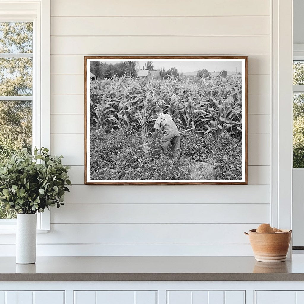 Young Mormon Farm Boy Hoeing Garden Snowville Utah 1940