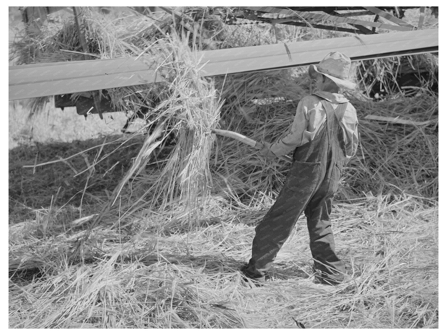 Boy Pitching Grain in Box Elder County Utah August 1940