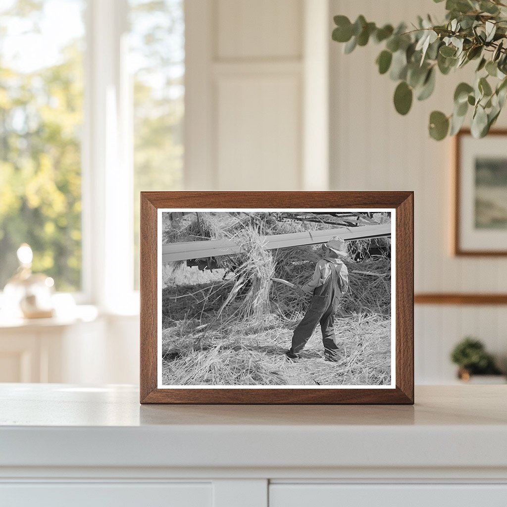 Boy Pitching Grain in Box Elder County Utah August 1940