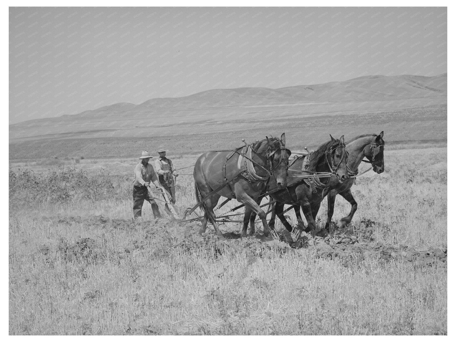 Ditch Digging Process in Box Elder County Utah 1940