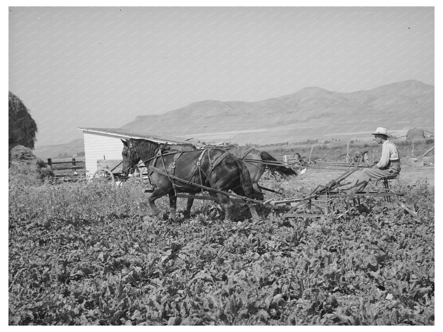 1940 Cooperative Sugar Beet Cultivator in Utah