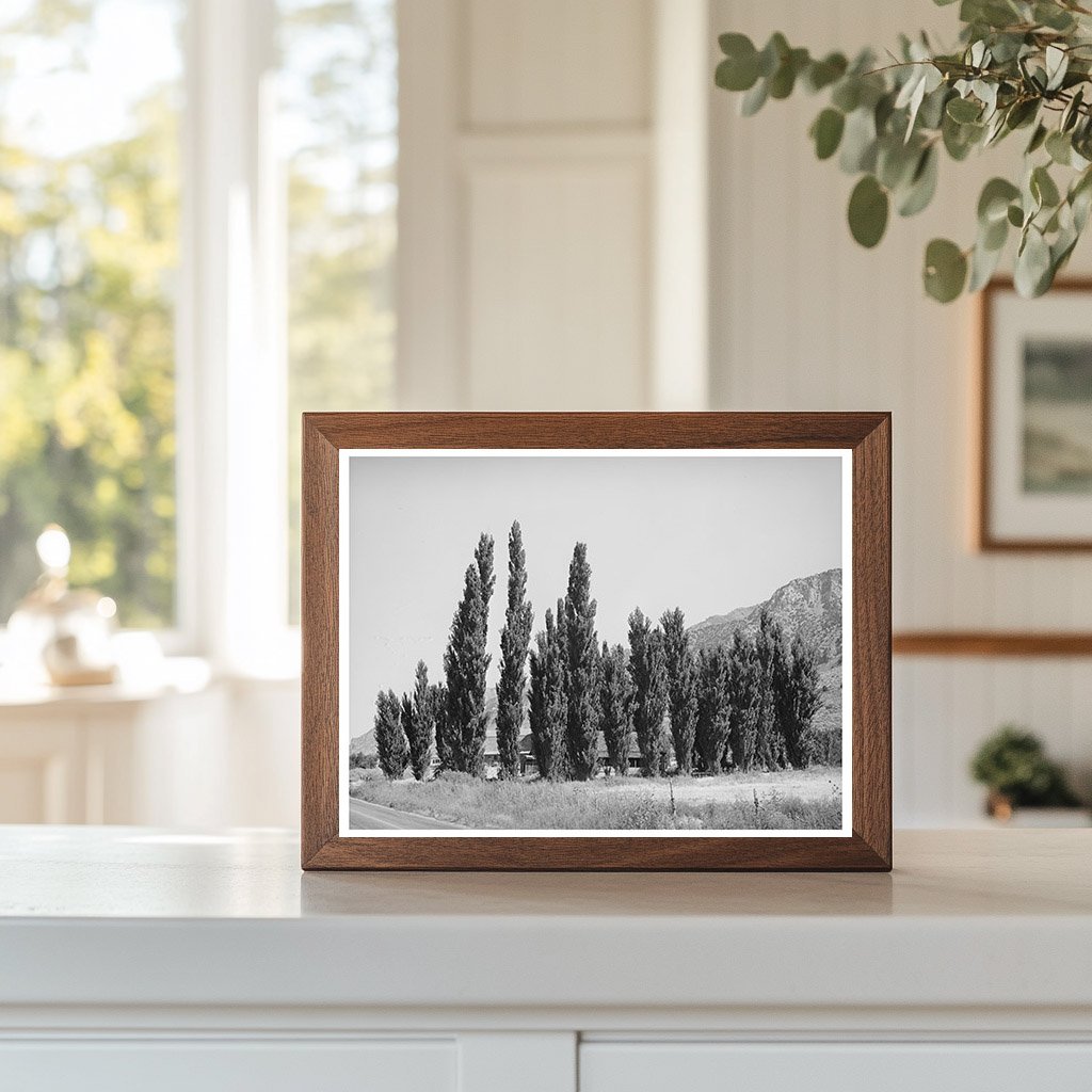Lombardy Poplars in Box Elder County Utah August 1940