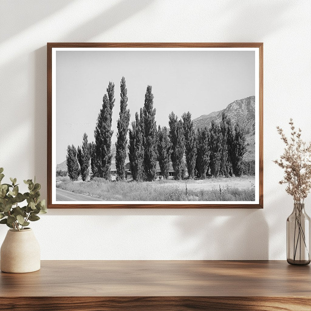 Lombardy Poplars in Box Elder County Utah August 1940