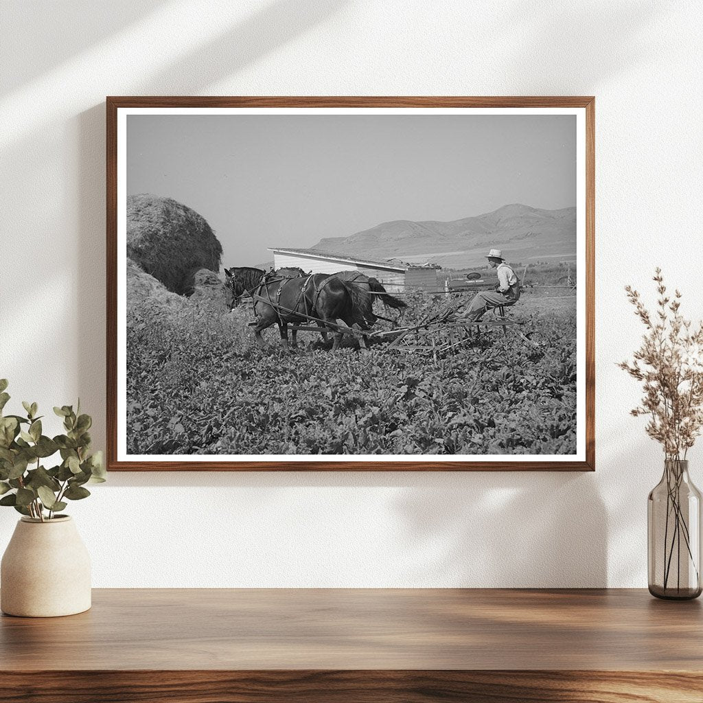 Cooperative Sugar Beet Cultivator Box Elder County 1940