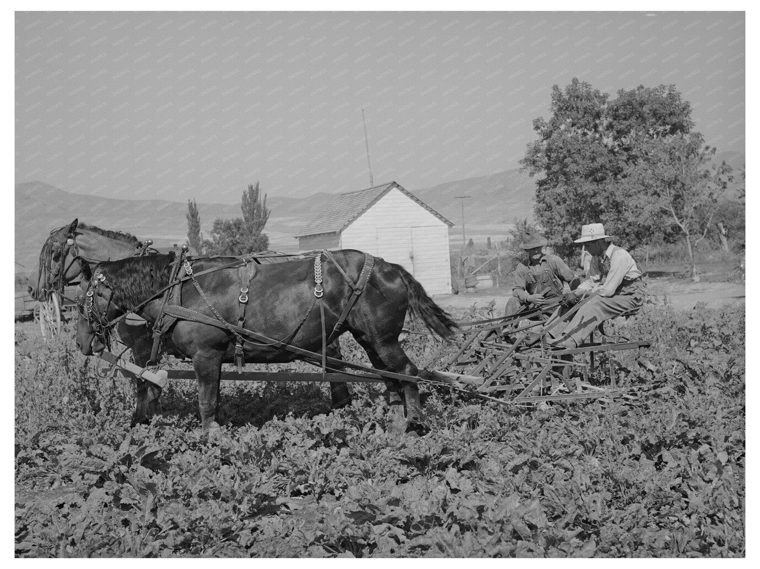 Sugar Beet Cultivators Cooperative Utah 1940