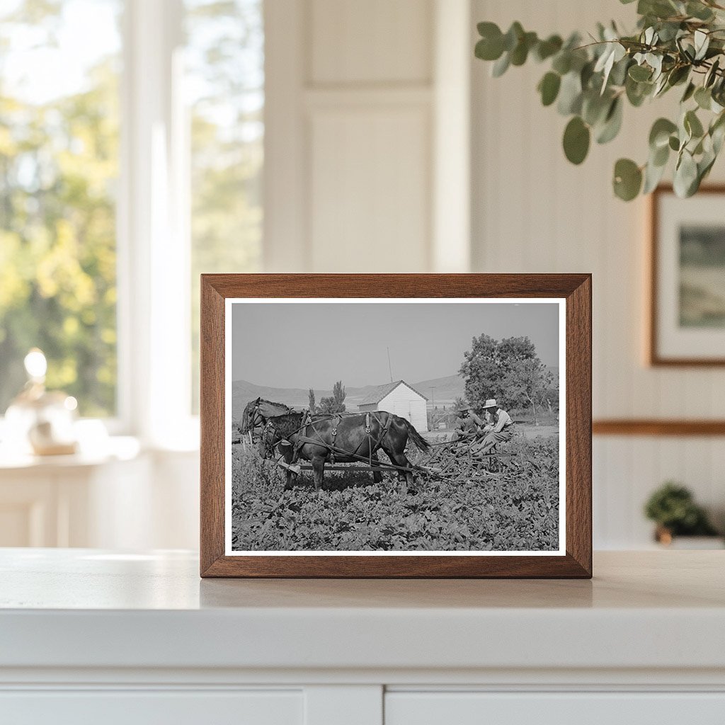 Sugar Beet Cultivators Cooperative Utah 1940
