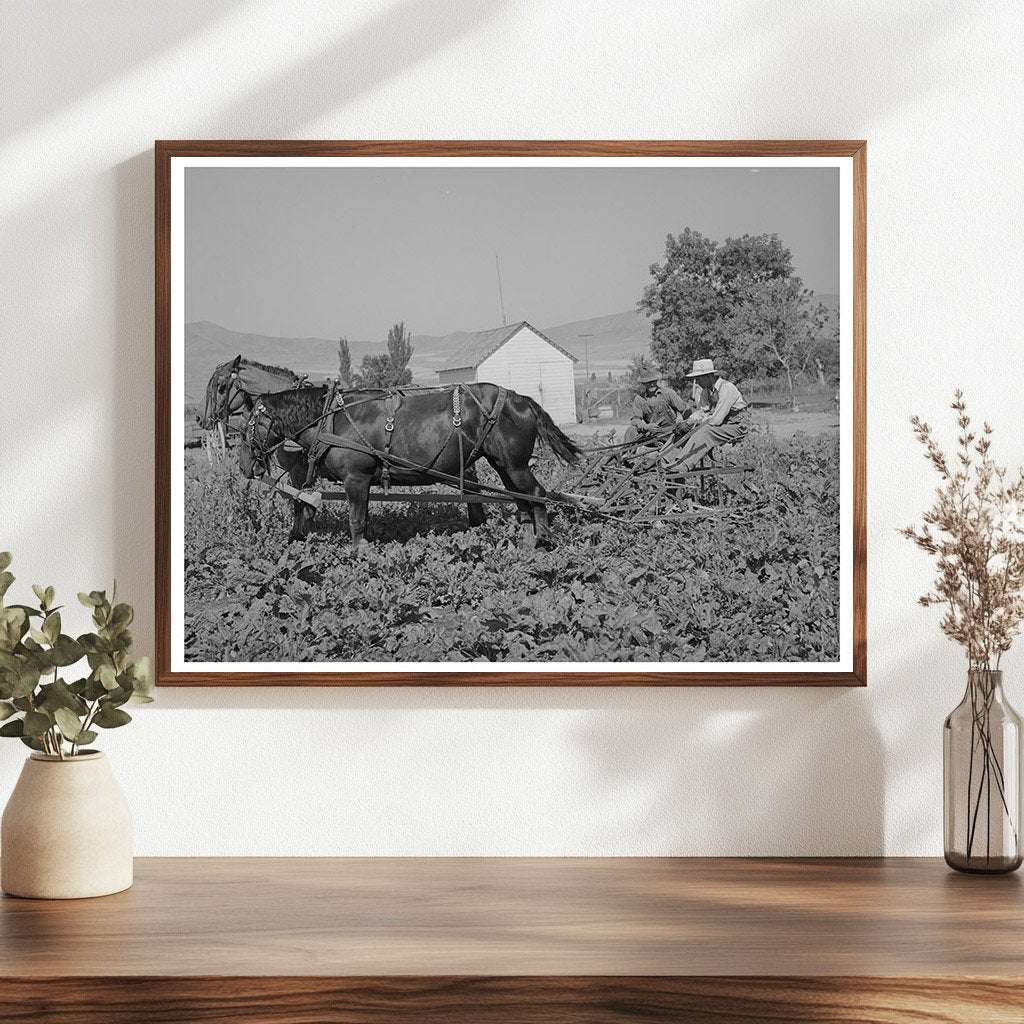 Sugar Beet Cultivators Cooperative Utah 1940