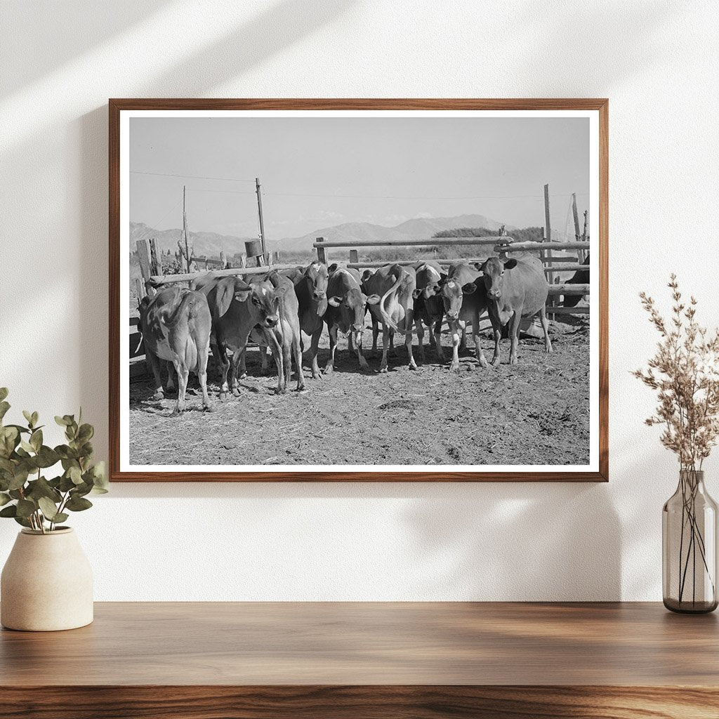 Dairy Cows in Box Elder County Utah 1940