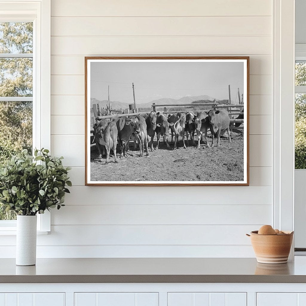 Dairy Cows in Box Elder County Utah 1940