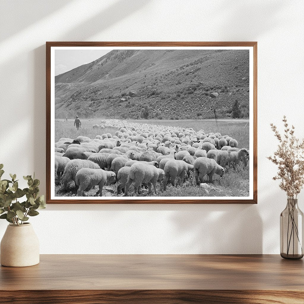 Driving Fat Lambs to Cimarron Colorado 1940