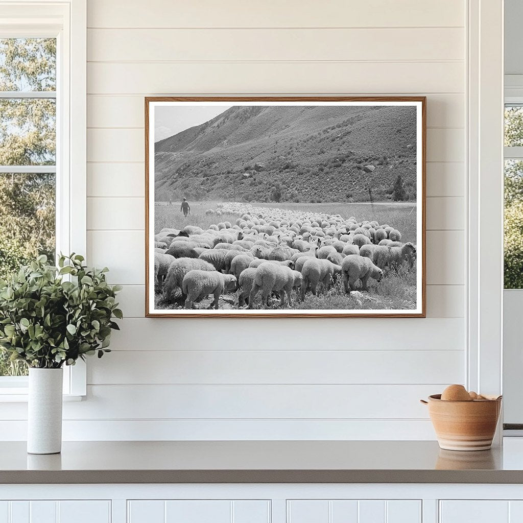 Driving Fat Lambs to Cimarron Colorado 1940