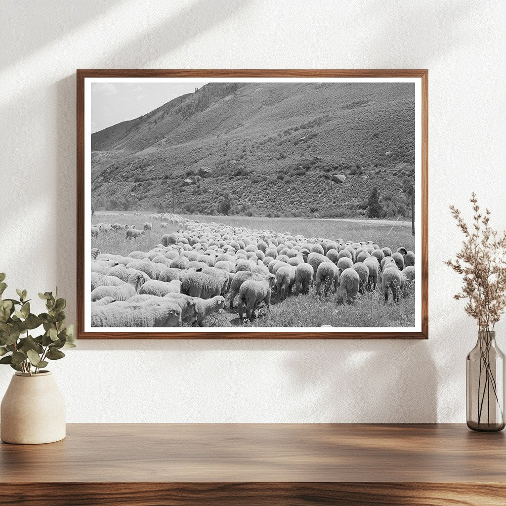 September 1940 Transportation of Lambs in Cimarron Colorado