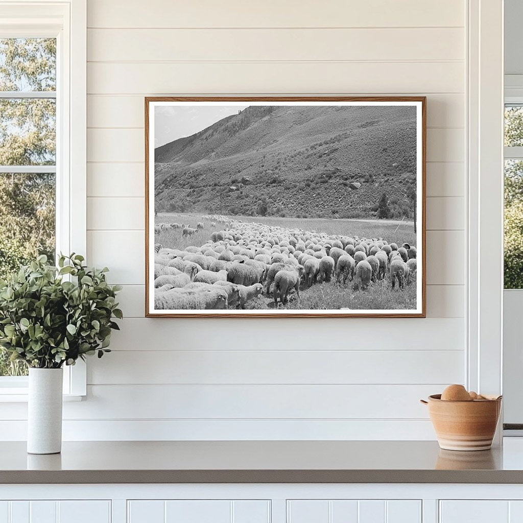 September 1940 Transportation of Lambs in Cimarron Colorado
