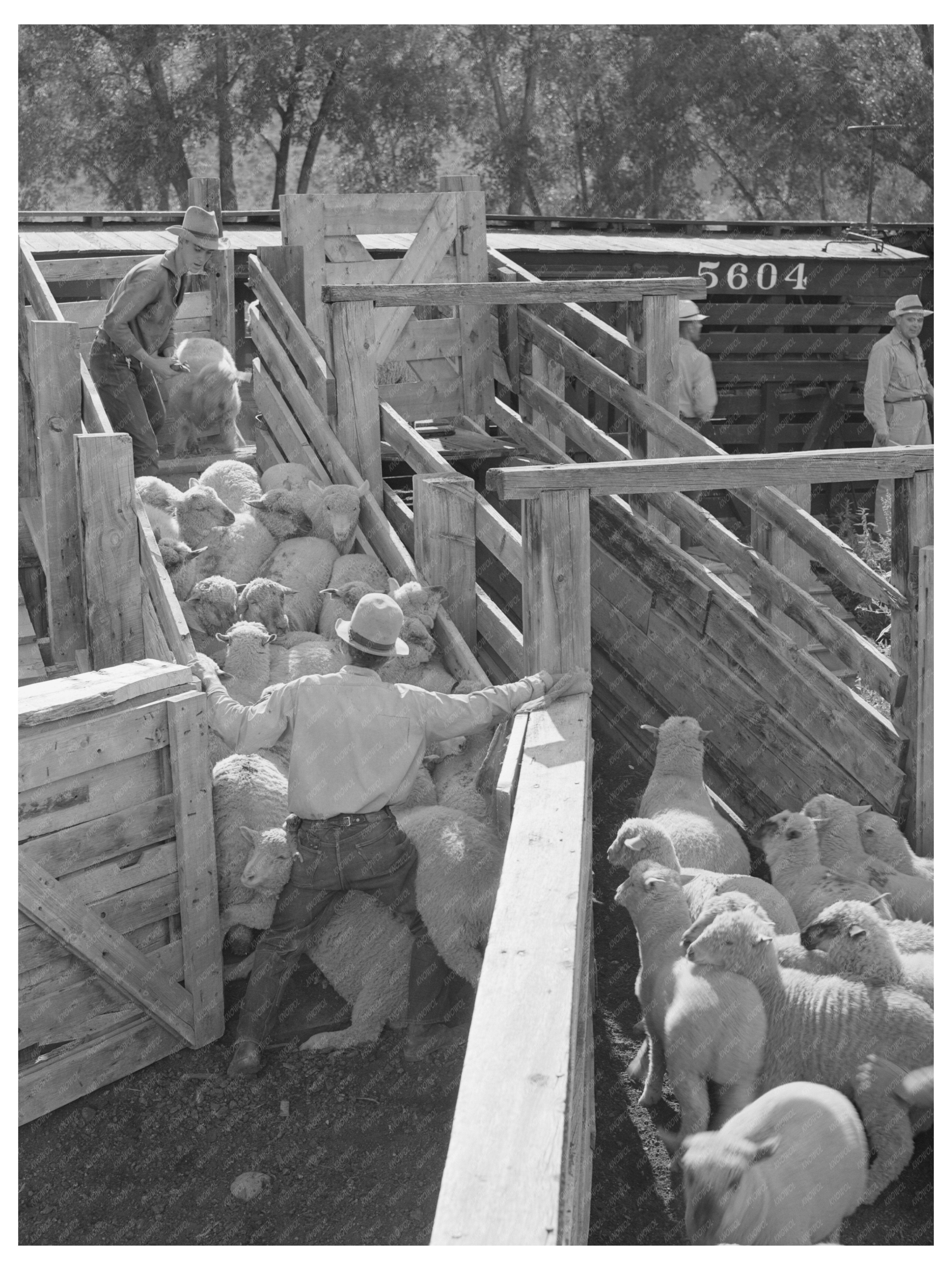 Loading Fat Lambs on Railway Cars in Cimarron 1940