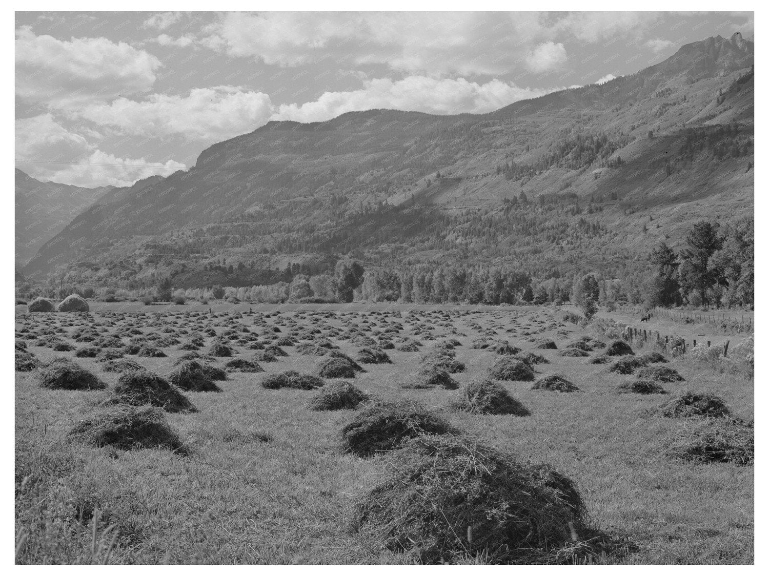 Hay Cultivation in Uncompahgre River Valley Colorado 1940