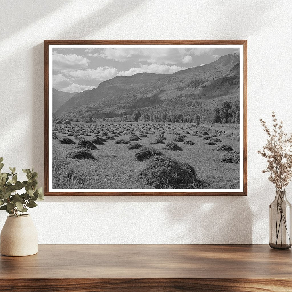 Hay Cultivation in Uncompahgre River Valley Colorado 1940
