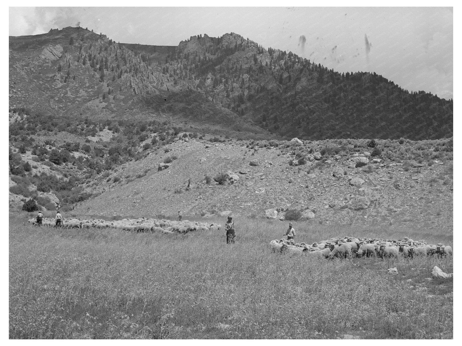 Transportation of Fat Lambs to Cimarron Colorado 1940