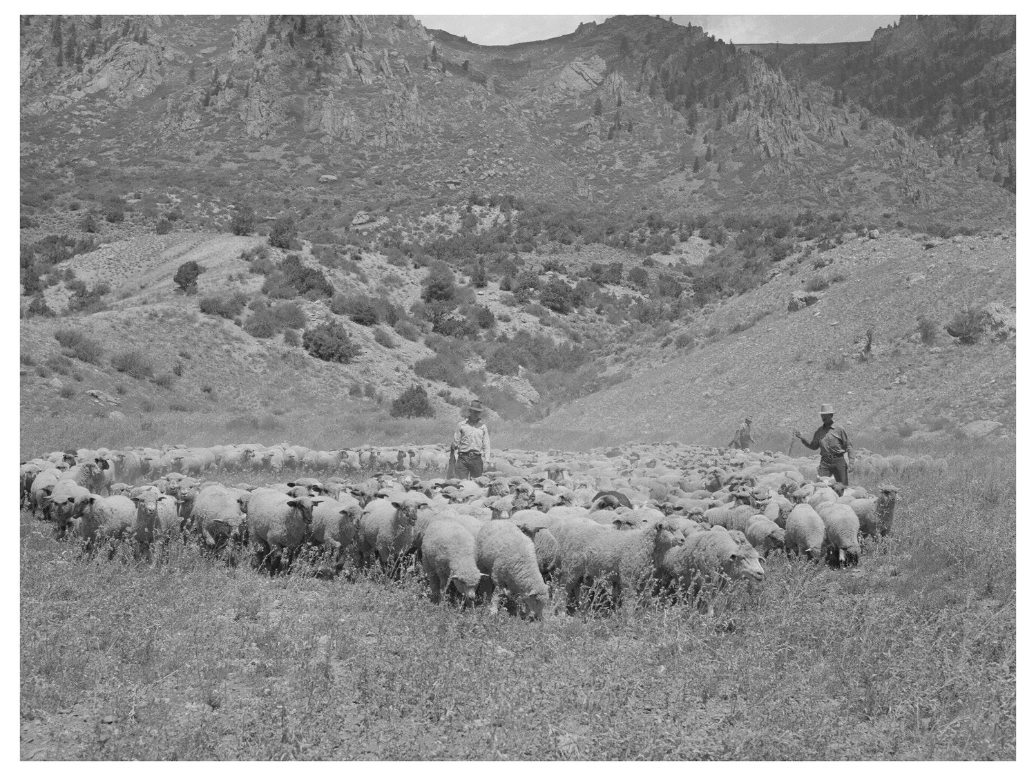 Vintage 1940 Photo of Lambs Transport to Cimarron Colorado