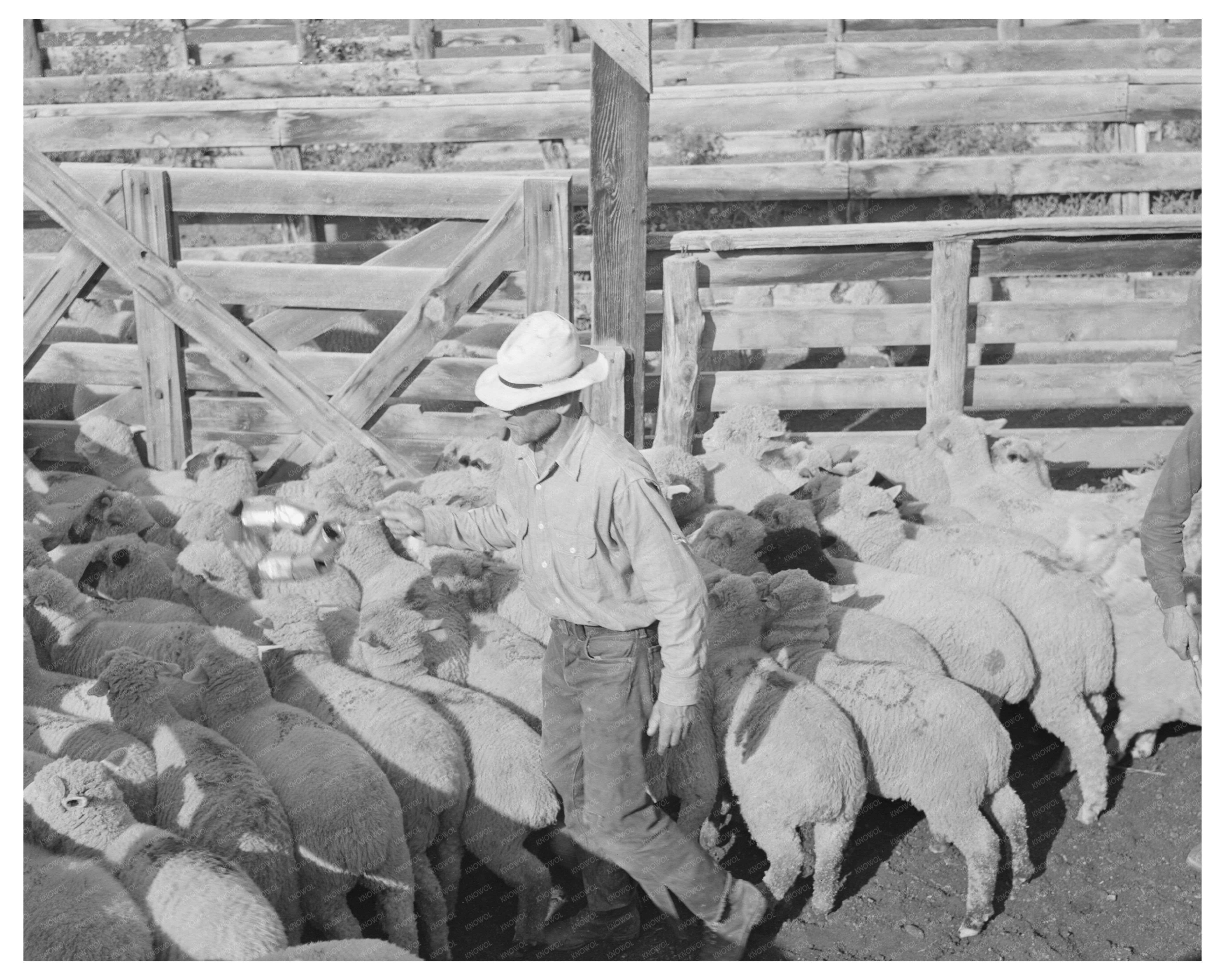 Cimarron Colorado Sheep Transport Scene September 1940