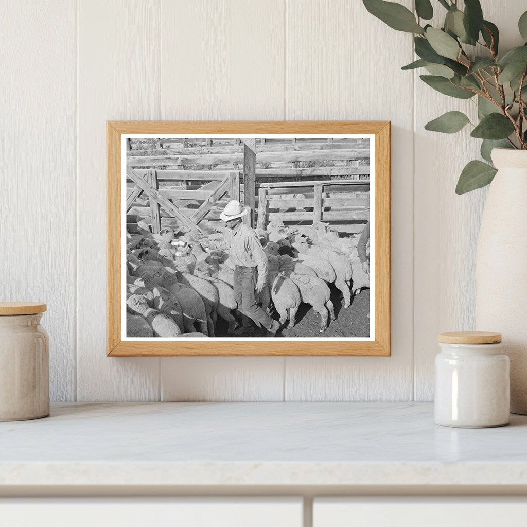 Cimarron Colorado Sheep Transport Scene September 1940