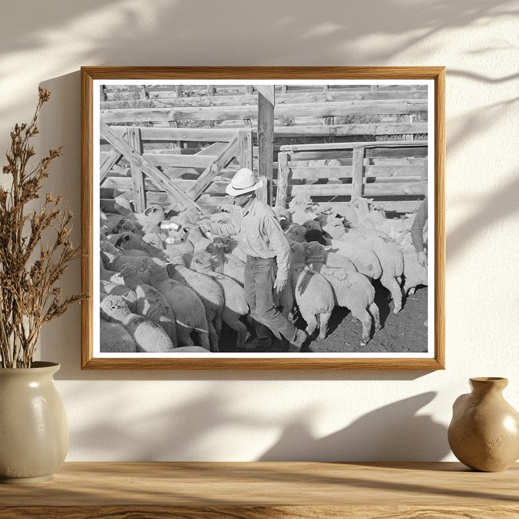 Cimarron Colorado Sheep Transport Scene September 1940