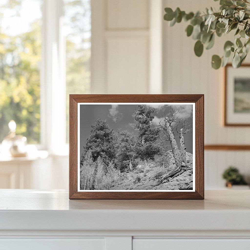 Telluride Colorado Timberline Landscape September 1940