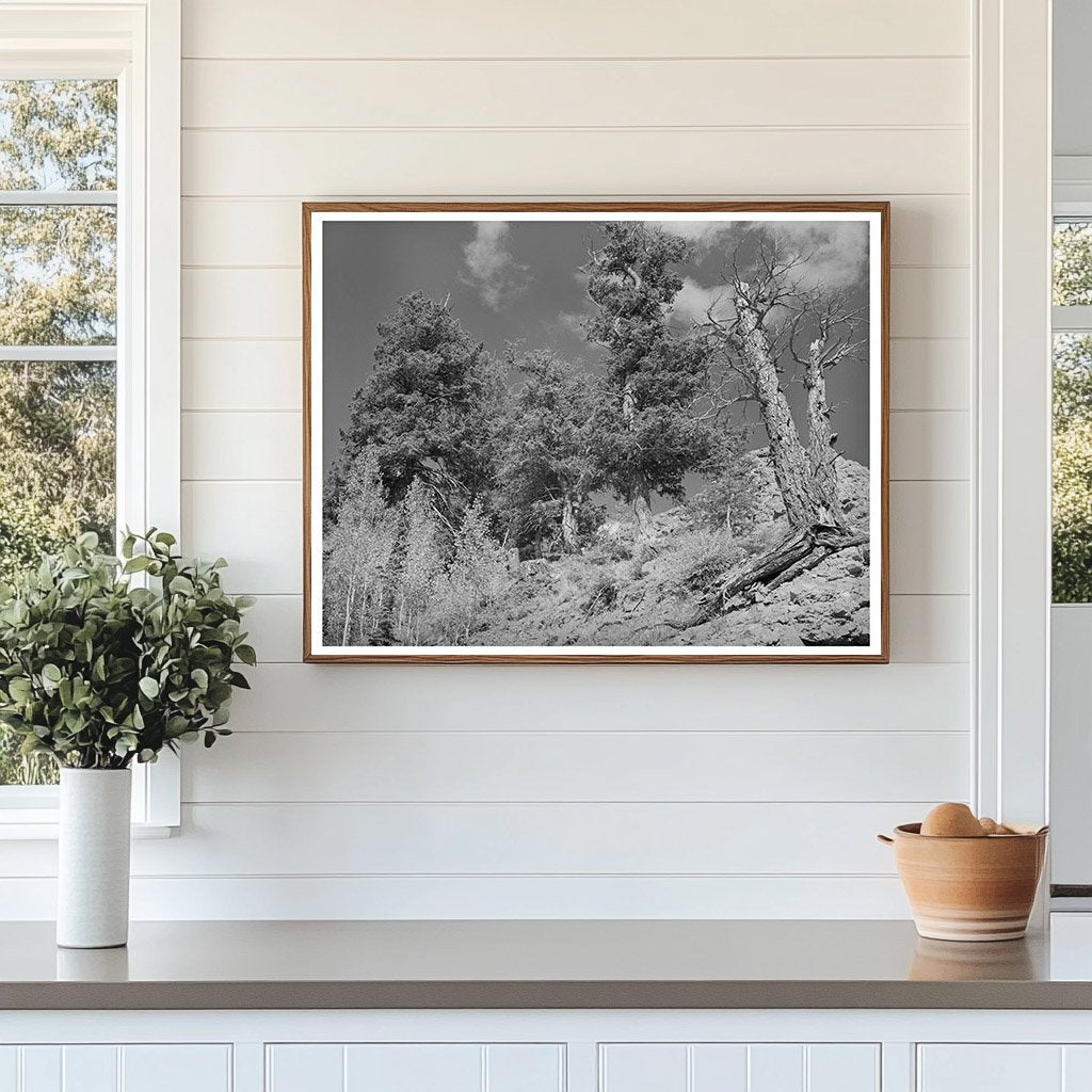 Telluride Colorado Timberline Landscape September 1940
