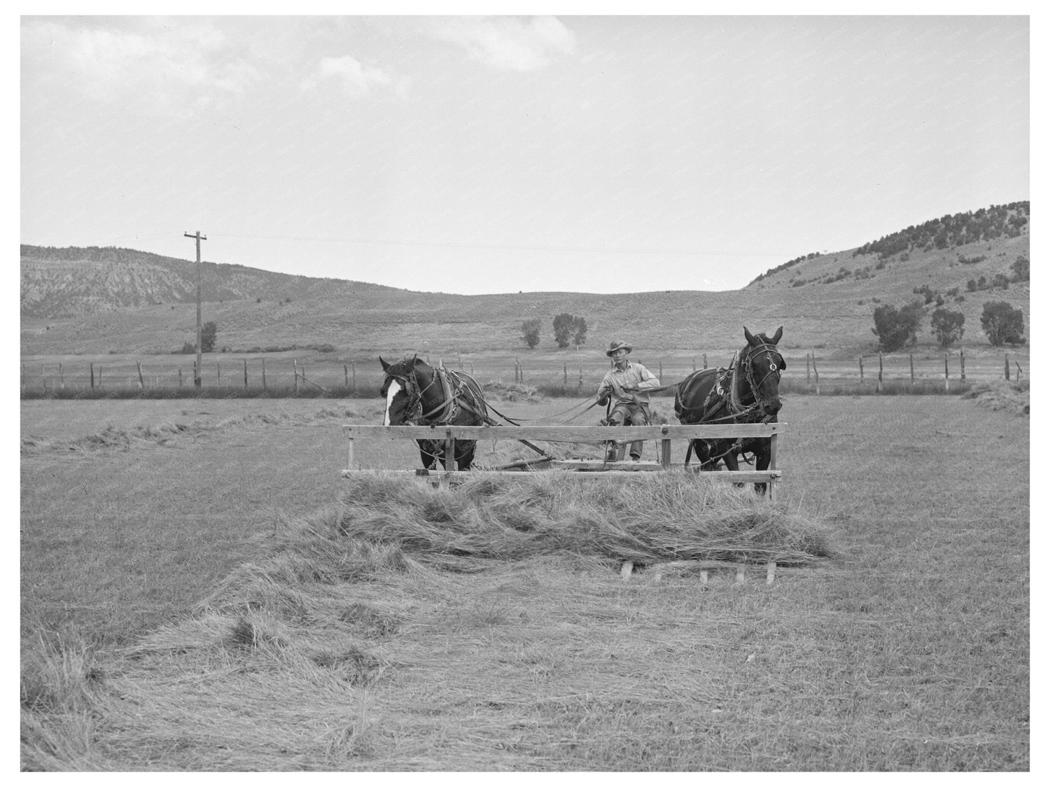 Hay Piling in Uncompahgre River Valley Ouray County 1940