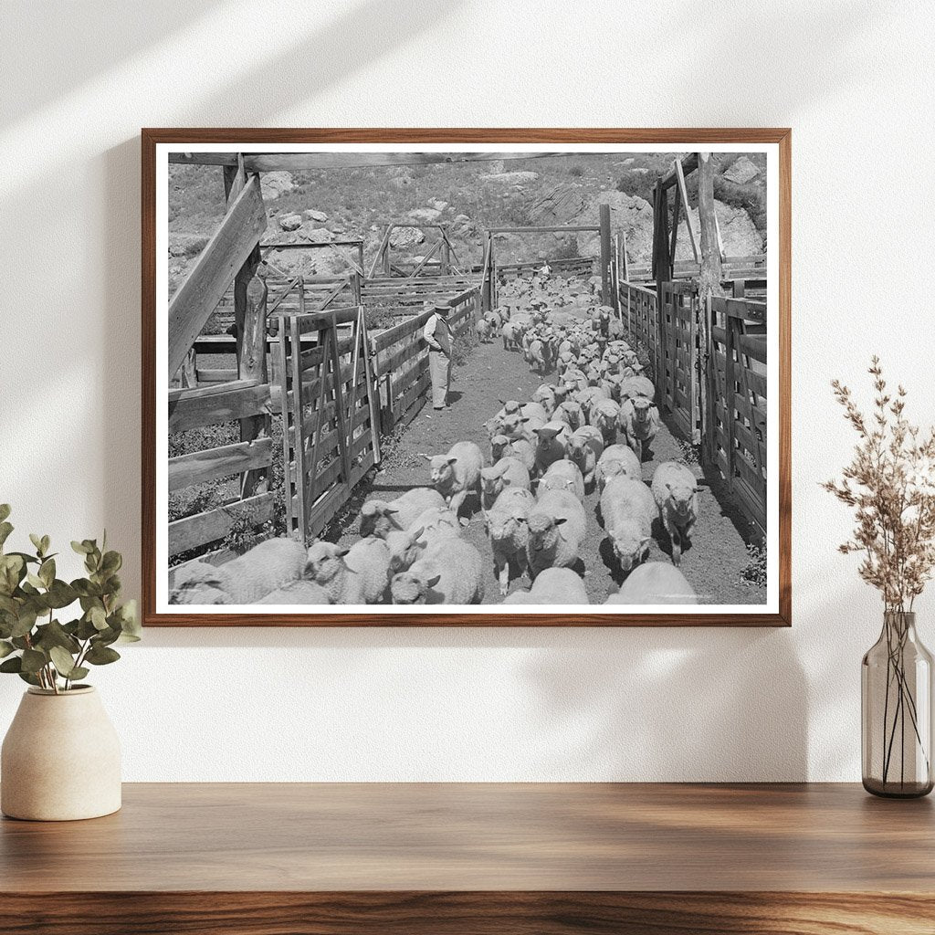 Cimarron Colorado Fat Lambs in Corrals September 1940