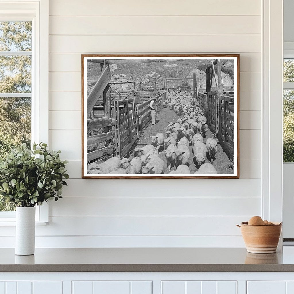 Cimarron Colorado Fat Lambs in Corrals September 1940