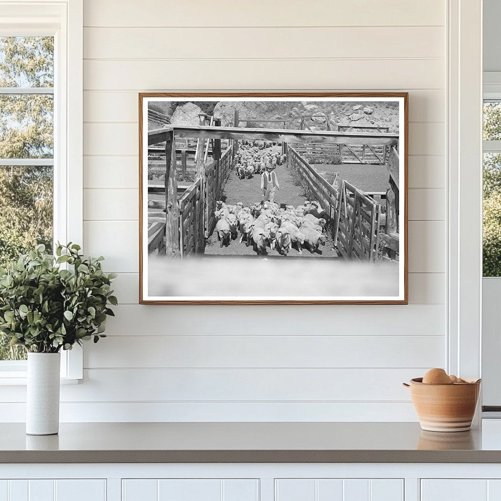 Lambs Driven to Corrals in Cimarron Colorado 1940